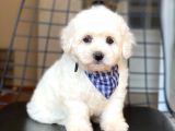 Maltese Terrier Yavruları