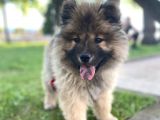 3 Aylık Erkek Chow Chow Kocaeli