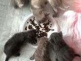 Sevimli Yavru British Shorthair Kediler