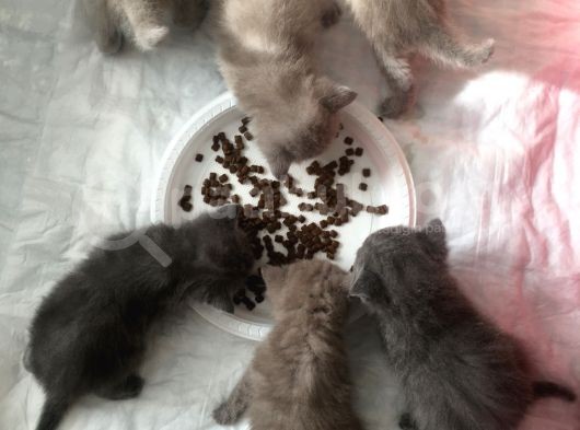 Sevimli Yavru British Shorthair Kediler görsel