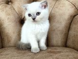 Blue Point Scottish Fold Yavrumuz