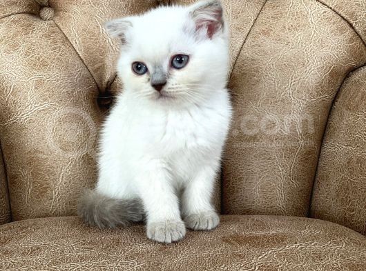 Blue Point Scottish Fold Yavrumuz görsel