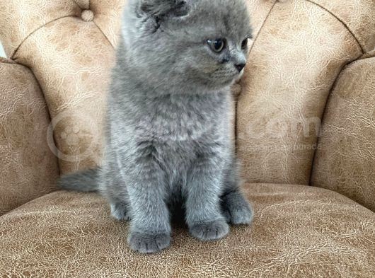Pofuduk Scottish Fold Yavrumuz görsel