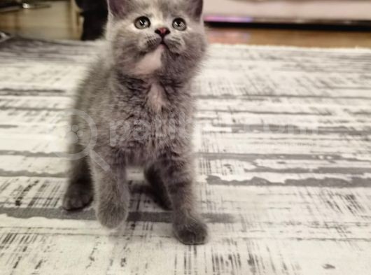 50 Günlük Yavru Kedi görsel