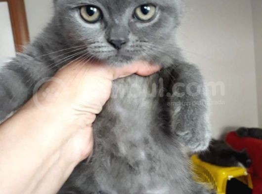 1 Aylık British Shorthair görsel