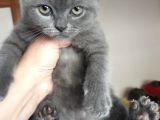 1 Aylık British Shorthair