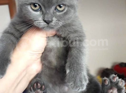 1 Aylık British Shorthair