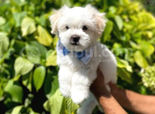 Tatlı Maltese Terrier