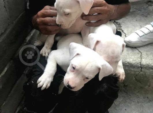 20.06.2021 Doğumlu Safkan Dogo Argentino görsel