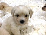 Maltipoo Bebekler
