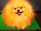Yetişkin Teddey Bear Pomeranian Boo