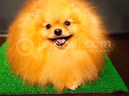 Yetişkin Teddey Bear Pomeranian Boo