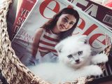 2 Aylık Blue Point Ve Gri Scottish Fold Yavruları