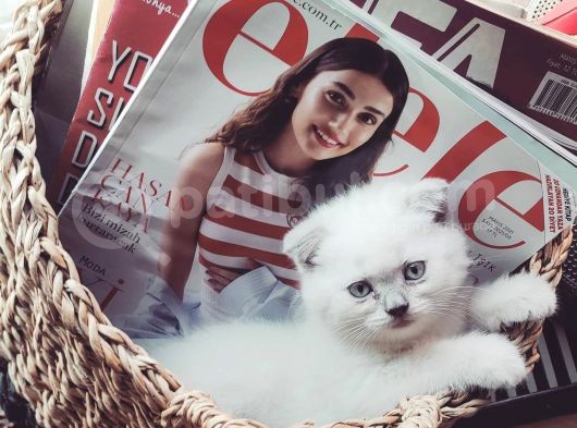 2 Aylık Blue Point Ve Gri Scottish Fold Yavruları