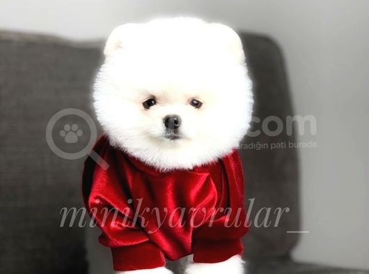 Teddy Face Pomeranian Yavrularımız