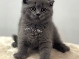 Scottish Fold Blue Dişi Yavrumuz