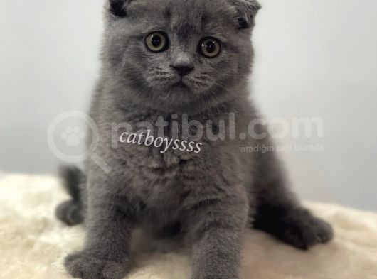 Scottish Fold Blue Dişi Yavrumuz görsel