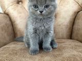 Pofuduk Scottish Fold Yavrumuz