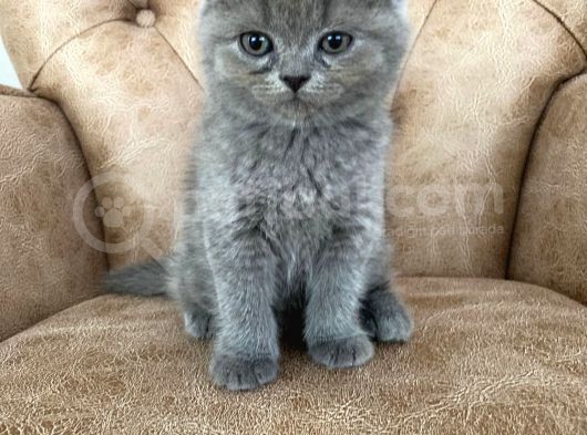 Pofuduk Scottish Fold Yavrumuz görsel