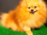 Yetişkin Teddey Bear Pomeranian Boo