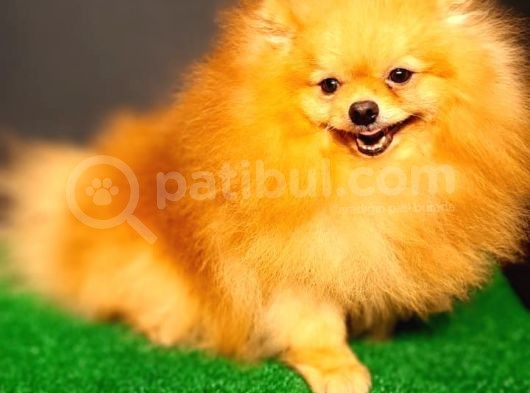 Yetişkin Teddey Bear Pomeranian Boo görsel