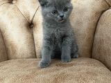 Muhteşem Dişi British Shorthair Yavrumuz