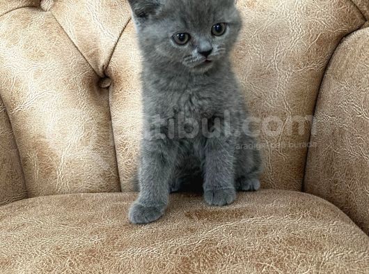 Muhteşem Dişi British Shorthair Yavrumuz görsel