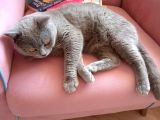 British Shorthair