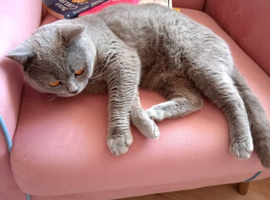 British Shorthair görsel