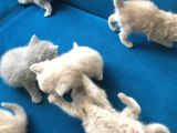 Sevimli Yavru British Shorthair Kediler