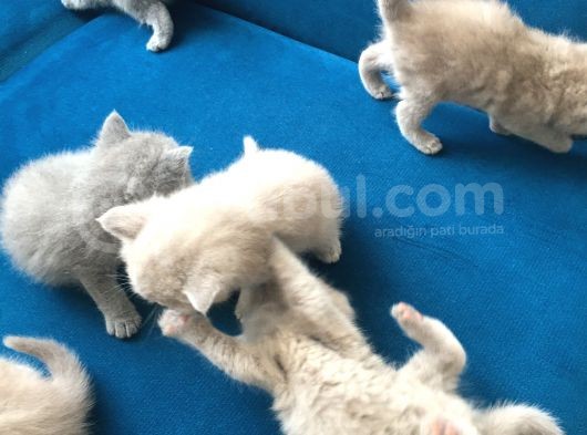 Sevimli Yavru British Shorthair Kediler görsel