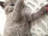 Sevimli Yavru British Shorthair Kediler