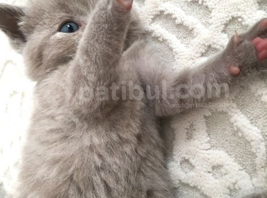 Sevimli Yavru British Shorthair Kediler görsel
