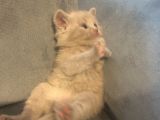 Sevimli Yavru British Shorthair Kediler