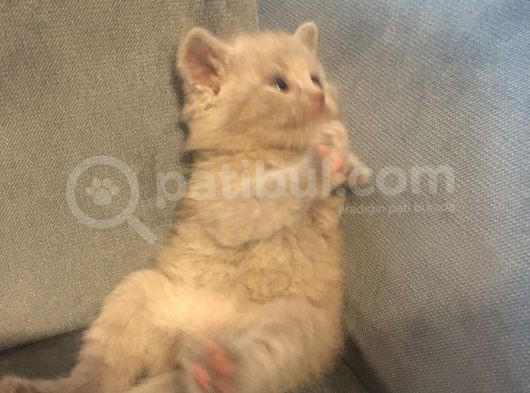 Sevimli Yavru British Shorthair Kediler görsel