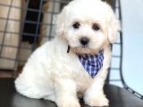 Maltese Terrier Yavruları