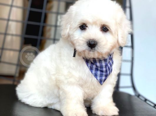 Maltese Terrier Yavruları görsel