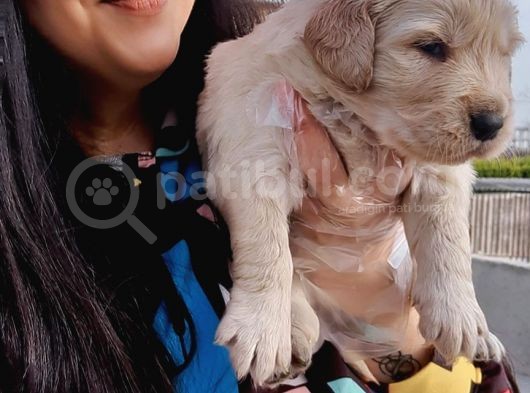 Golden  Retriever Yavrularımız görsel
