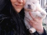 Chow Chow  Çin  Aslanı Yavrularımız
