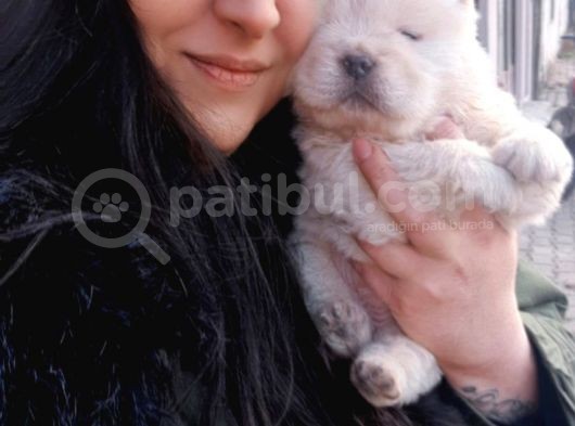 Chow Chow  Çin  Aslanı Yavrularımız görsel