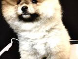 Teddey Bear Pomeranian Yavru