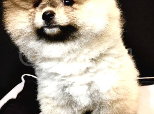 Teddey Bear Pomeranian Yavru görsel