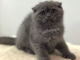 Blue Scottish Fold Dişi Yavrumuz