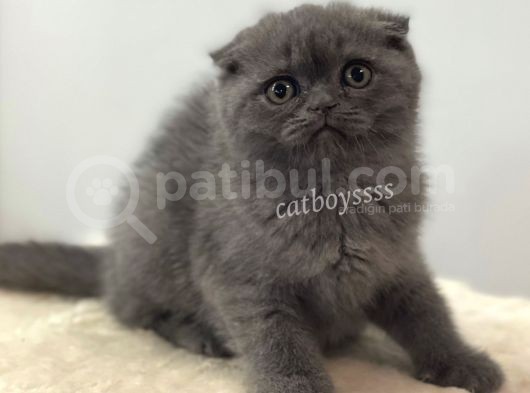 Blue Scottish Fold Dişi Yavrumuz görsel