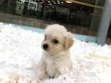 Maltipoo Bebekler