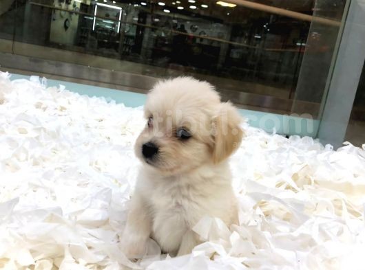 Maltipoo Bebekler görsel