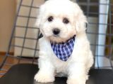 Maltese Terrier Yavruları