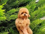 Macar Dişi Teacup Poodle