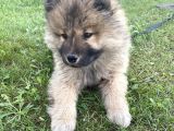 3 Aylık Erkek Chow Chow Kocaeli