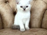 Blue Point Scottish Fold Yavrumuz